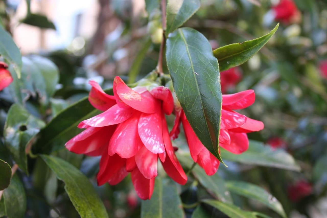 Ferienwohnung La Camelia D'Oro Oggebio Exterior foto
