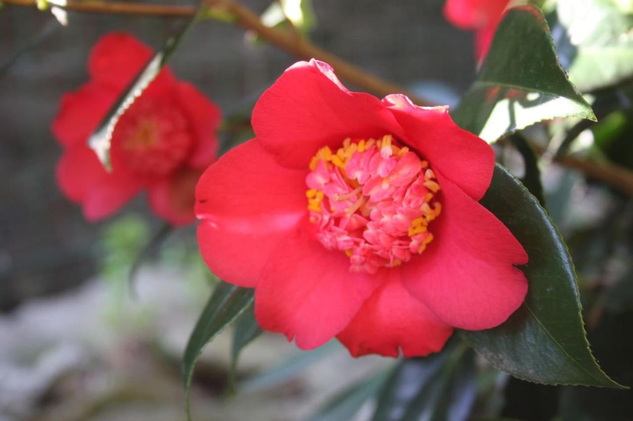 Ferienwohnung La Camelia D'Oro Oggebio Exterior foto