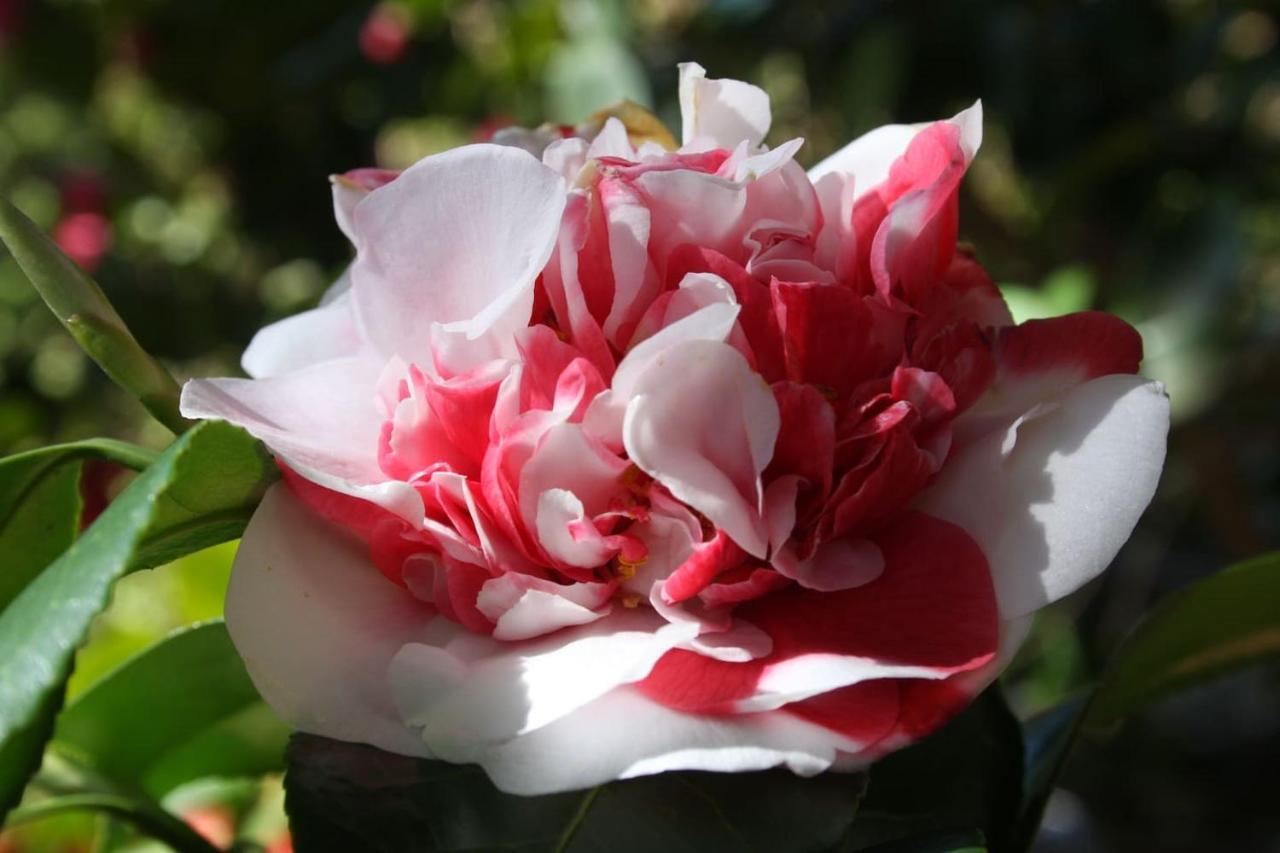 Ferienwohnung La Camelia D'Oro Oggebio Exterior foto