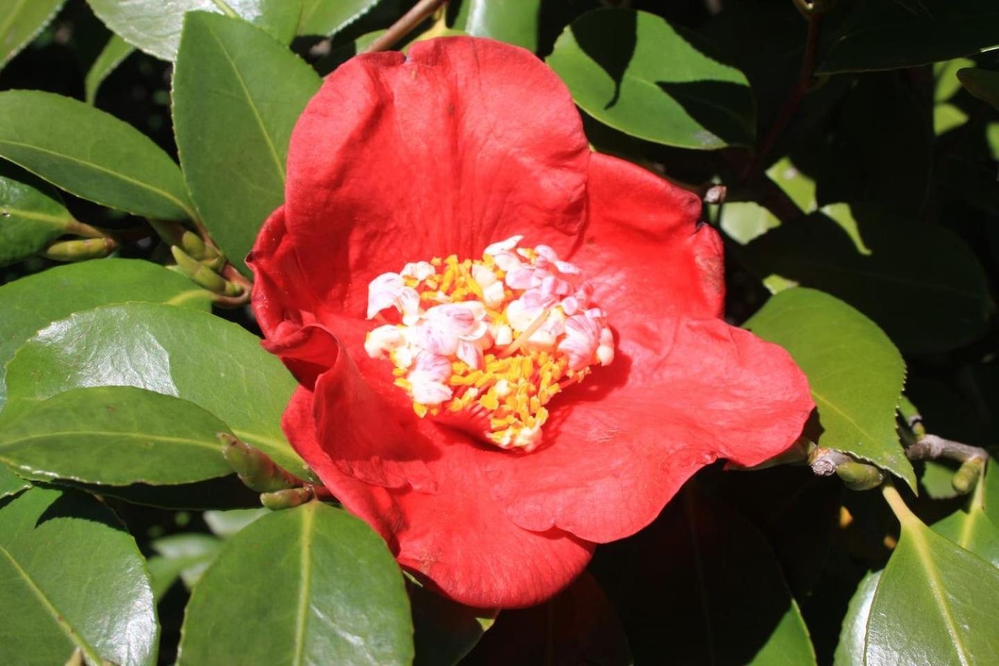 Ferienwohnung La Camelia D'Oro Oggebio Exterior foto